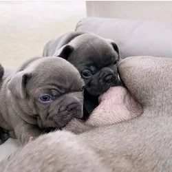 Fluffy Frenchie's  one male & 2 females