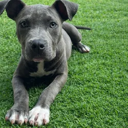Blue nose pitbull puppies
