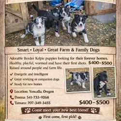 Border Kelpie