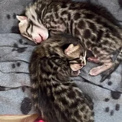 F3 Savannah Cubs / Kittens