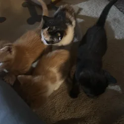 Kittens