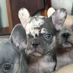 French bulldogs