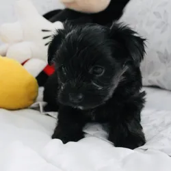 Yorkie puppies