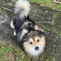 Pomeranian, Free Stud Dog Service