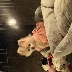 Pomeranian