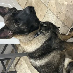 Highly desirable purebred German Shepherd dog.