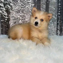 Pomsky mix puppy