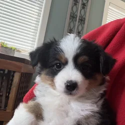 Puppy