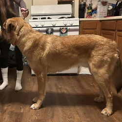 Rehoming young dog