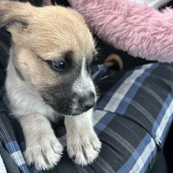 Free to good home Cairn terrier mix