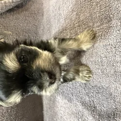 A very young puppy