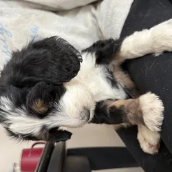 Bernedoodle Puppy