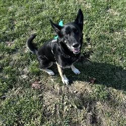 Stella female German shepherd