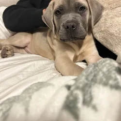 Cane corso