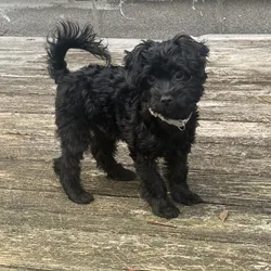 Small/Toy Black Male YorkiePoo Puppy For Sale