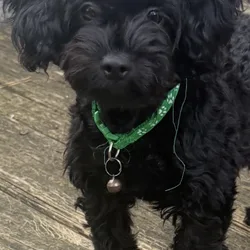 Small Black YorkiePoo Male Puppy For Sale