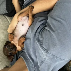Chihuahuas