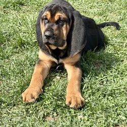 Bloodhounds