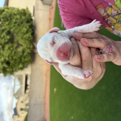 Boxer puppies
