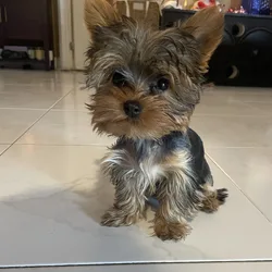 Yorkie Male