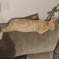 Cat (Solar)