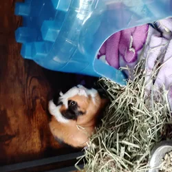 2 female guinea pigs & cage