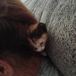Kittens