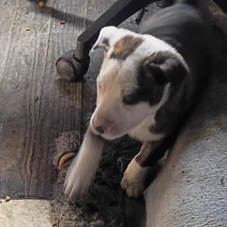 Cane Corso/Pit mix