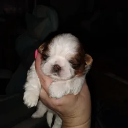Akc shih tzu puppy 2 boys and one girl