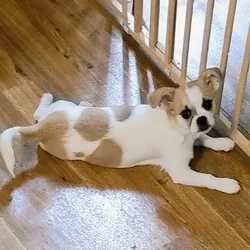 Female Chihuahua/Japanese Chin Puppy