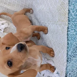 Miniature Dachshunds 2 females (reduced price)