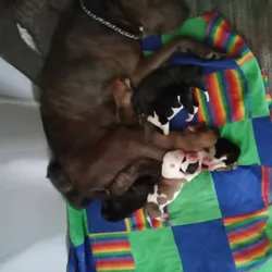 Puppies