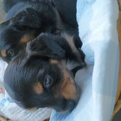 Miniature Dachshunds