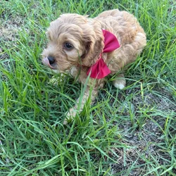 Mini Caboodle Puppies