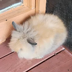 Lop/Lionhead Double Mane Rabbit