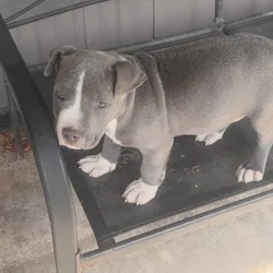Bully pitbull