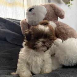 2 females  akc shih tzu puppys