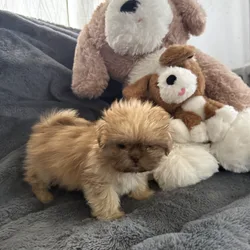 2 boy shih tzu puppies