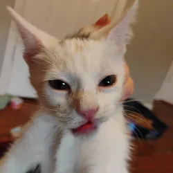 Kittens and cat