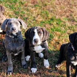 2 Female OMCBA Registered Mountain Cur Puppies