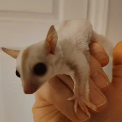 Male Sugar glider