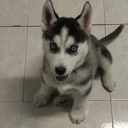 Male American Husky Puppy – Healthy, Friendly & Pl