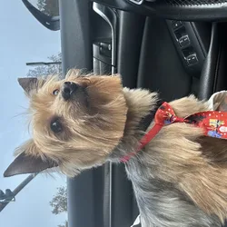 Yorkie