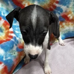Italian Greyhound Puppies