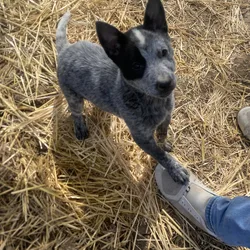 Australian cattle dog