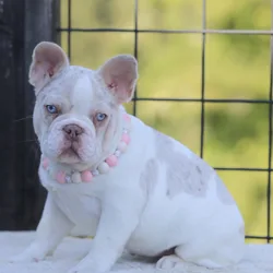Akc French bulldog rare