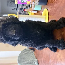 Standard Goldendoodles