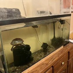 Red Eared Slider