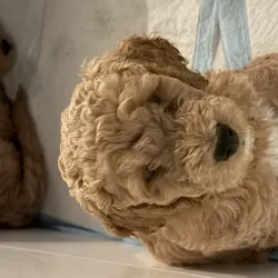 Golden doodle