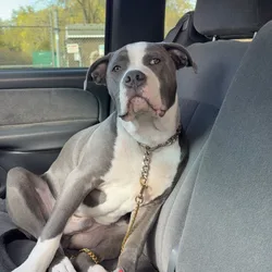 Pitbull gunner